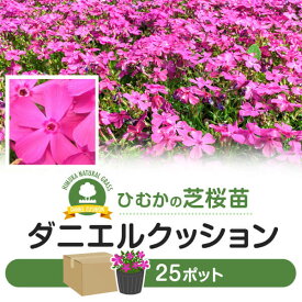 芝桜 シバザクラ ダニエルクッション 25ポット 花 芝 苗 家庭用 業務用 多年草 ピンク ガーデニング ガーデン DIY 農業 かわいい 綺麗 宮崎県