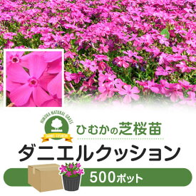 芝桜 シバザクラ ダニエルクッション 500ポット 花 芝 苗 家庭用 業務用 多年草 ピンク ガーデニング ガーデン DIY 農業 かわいい 綺麗 宮崎県 送料無料≪今期の花は満開を過ぎました≫