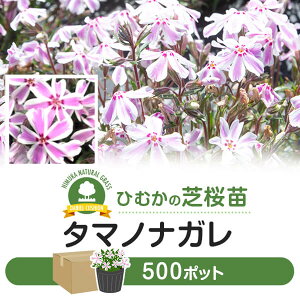 花 ポット 苗の人気商品 通販 価格比較 価格 Com