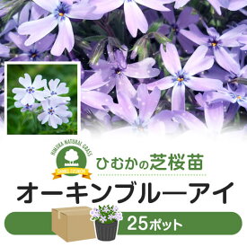 芝桜 シバザクラ オーキントンブルーアイ 25ポット 花 芝 苗 家庭用 業務用 多年草 青紫 紫 青 ガーデニング ガーデン DIY 農業 かわいい 綺麗 宮崎県≪今期の花は満開を過ぎました≫