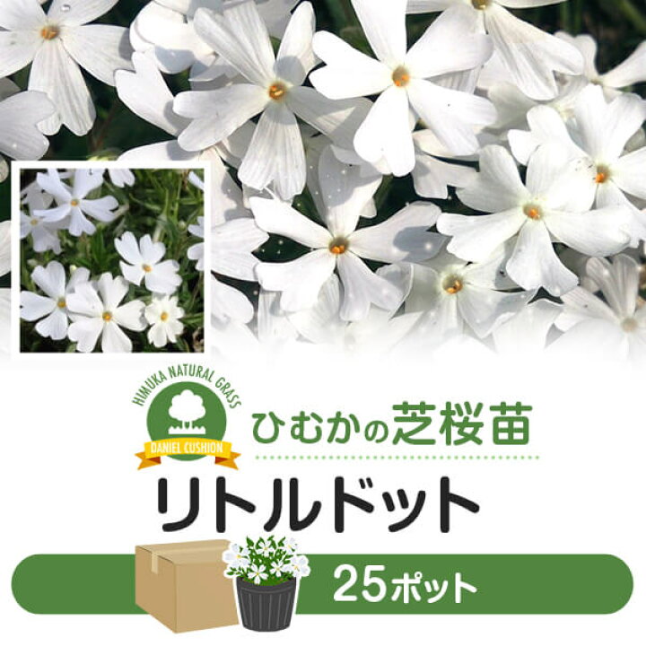 楽天市場 芝桜 シバザクラ リトルドット 25ポット 花 芝 苗 家庭用 業務用 多年草 白 ガーデニング ガーデン Diy 農業 かわいい 綺麗 宮崎県 今期の花は満開を過ぎました アグリショップひむか