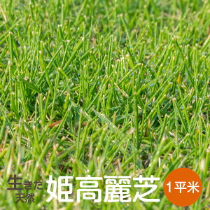 価格 高麗 芝