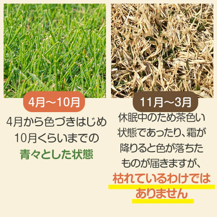 楽天市場 22年4月度月間優良ショップ受賞 姫高麗芝 10平米 天然芝 芝生 芝 ガーデニング 宮崎産 高品質 普通便 送料無料 ただし 北海道 沖縄 離島 を除く 運賃 資材等の大幅な値上げに伴い新価格になりました アグリショップひむか