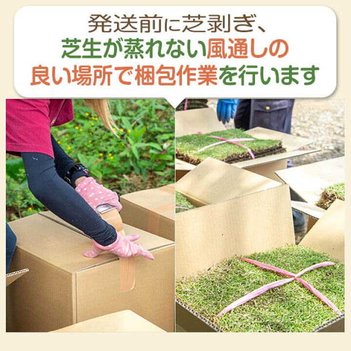 楽天市場 22年4月度月間優良ショップ受賞 姫高麗芝 10平米 天然芝 芝生 芝 ガーデニング 宮崎産 高品質 普通便 送料無料 ただし 北海道 沖縄 離島 を除く 運賃 資材等の大幅な値上げに伴い新価格になりました アグリショップひむか
