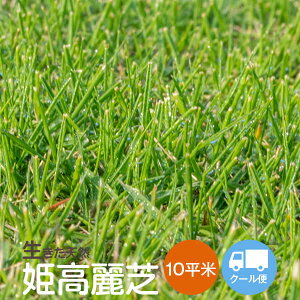 苗 姫高麗芝の人気商品 通販 価格比較 価格 Com