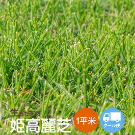【姫高麗芝】1平方m【次回の最短出荷日は7/15予定】 天然芝 芝生 芝 ガーデニング 宮崎産 高品質【クール便】【送料無料(北海道・東北・沖縄・離島等一部地域 を除く)】