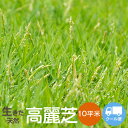 《キャンペーンにエントリーでポイント10倍期間中》【高麗芝】10平方m【クール便】【次回の最短出荷日は7/28】天然芝 …
