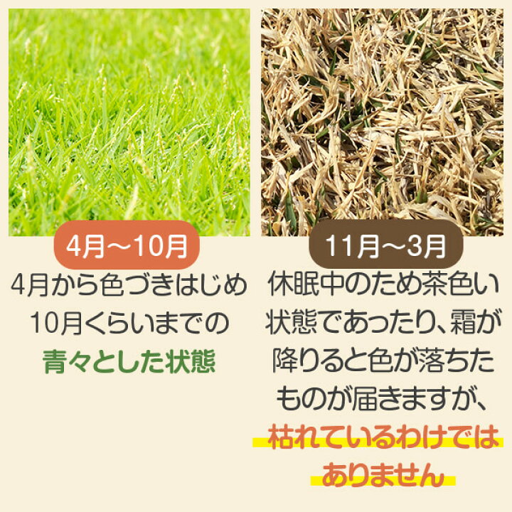 楽天市場 22年4月度月間優良ショップ受賞 高麗芝 10平米 天然芝 芝生 芝 ガーデニング 宮崎産 高品質 普通便 送料無料 ただし 北海道 沖縄 離島 を除く 運賃 資材等の大幅な値上げに伴い新価格になりました アグリショップひむか