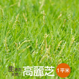 【高麗芝】1平方m 【次回の最短出荷日は7/15予定】天然芝 芝生 芝 ガーデニング 宮崎産 高品質【送料無料】北海道・東北・沖縄・離島等は追加送料が発生します