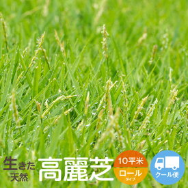 【90cmロング芝生】【高麗芝】10平方m【クール便】【次回の最短出荷日は7/15予定】【送料無料(北海道・東北・沖縄・離島等一部地域 を除く)】