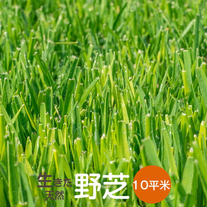 楽天市場 22年4月度月間優良ショップ受賞 野芝 10平米 天然芝 芝生 芝 ガーデニング 宮崎産 高品質 普通便 送料無料 ただし 北海道 沖縄 離島 を除く 運賃 資材等の大幅な値上げに伴い新価格になりました アグリショップひむか