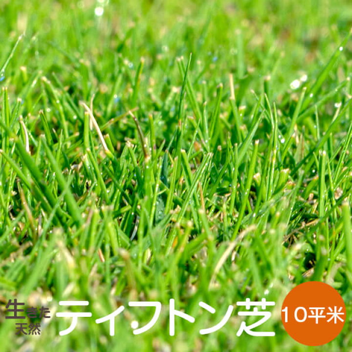 楽天市場 送料無料 ティフトン芝10平米 普通便 指定日配送不可 アグリショップひむか