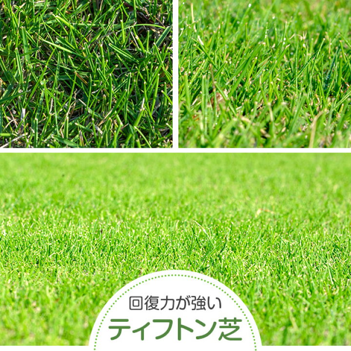 楽天市場 送料無料 ティフトン芝10平米 普通便 指定日配送不可 アグリショップひむか 楽天市場 送料無料 ティフトン芝10平米 普通便 指定日配送不可 アグリショップひむか