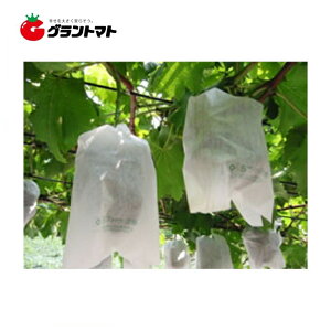 11/5 11:00`23:59P3{I HuhE 2 190×270 3000 Ԃǂ͔|p ʎ ēcH