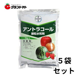 AgR[a 1kg×5܃Zbg 񂲌\Eۍ _ oCGNbvTCGXy񏤕iz