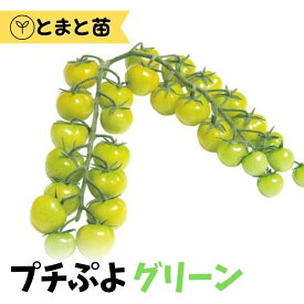 プチぷよグリーン ミニトマト苗 1ポット キラッとファーム【生産農場直送】【苗以外同梱不可】