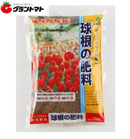 楽天市場 チューリップ 球根の通販
