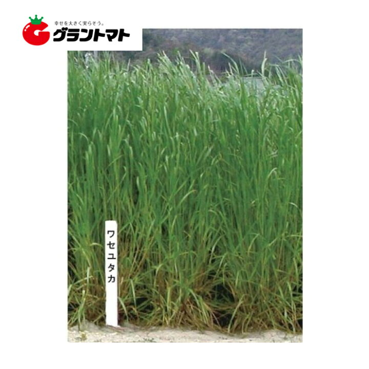楽天市場 ワセユタカ イタリアンライグラス種子 1kg 取寄商品 グラントマト 楽天市場店