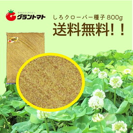 楽天市場 白 クローバー 種の通販