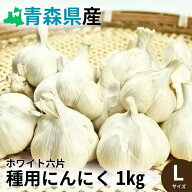 ホワイト六片ニンニク種子 1kg Lサイズ（約11～13個） 【青森県産】