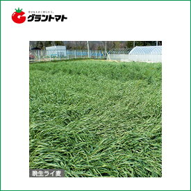 らい麦種子　緑肥用晩生　1kg【取寄商品】