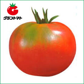 米寿トマト　1000粒 野菜種子【とまと】【取寄商品】