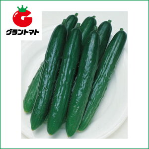 きゅうり 種の人気商品 通販 価格比較 価格 Com