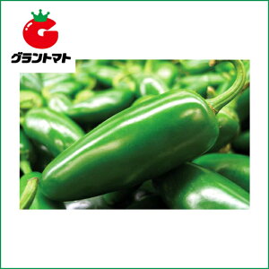種 ハラペーニョの人気商品 通販 価格比較 価格 Com