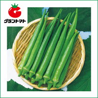 エメラルドオクラ1dl野菜種子【取寄商品】