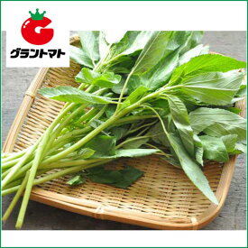 モロヘイヤ　20ml 野菜種子【取寄商品】