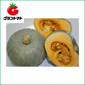 白い坊ちゃん南瓜　100粒 野菜種子【かぼちゃ　カボチャ】【取寄商品】