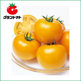 桃太郎ゴールド　トマト　1000粒 野菜種子【とまと】【取寄商品】