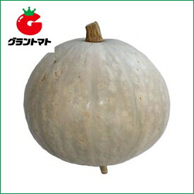 伯爵南瓜　100粒 野菜種子【かぼちゃ　カボチャ】【取寄商品】