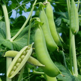楽天市場 産直わかやま 豆 うすいえんどう きぬさやえんどう ｊａ和歌山県農ｊｏｉｎ楽天市場店