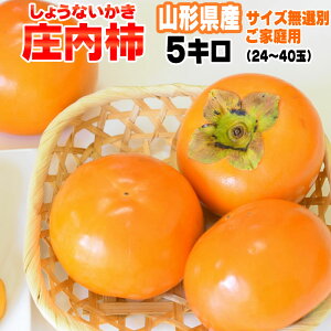 \̔ 10{`11{\ ` 󂠂 ƒp R`Y  I Ȃ 5kg 24-40ʓ[`5L]