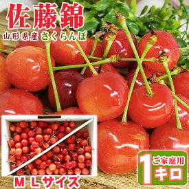 予約販売 さくらんぼ ご家庭用 佐藤錦 M・L1kg（クール便）【送料無料(九州・沖縄県を除く)】訳あり 山形県産 [佐藤錦ご家庭用ML1キロ]