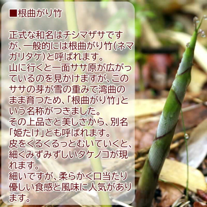 楽天市場】予約販売 山菜 根曲がり竹 10kg 青森県 白神山地山麓産 天然 
