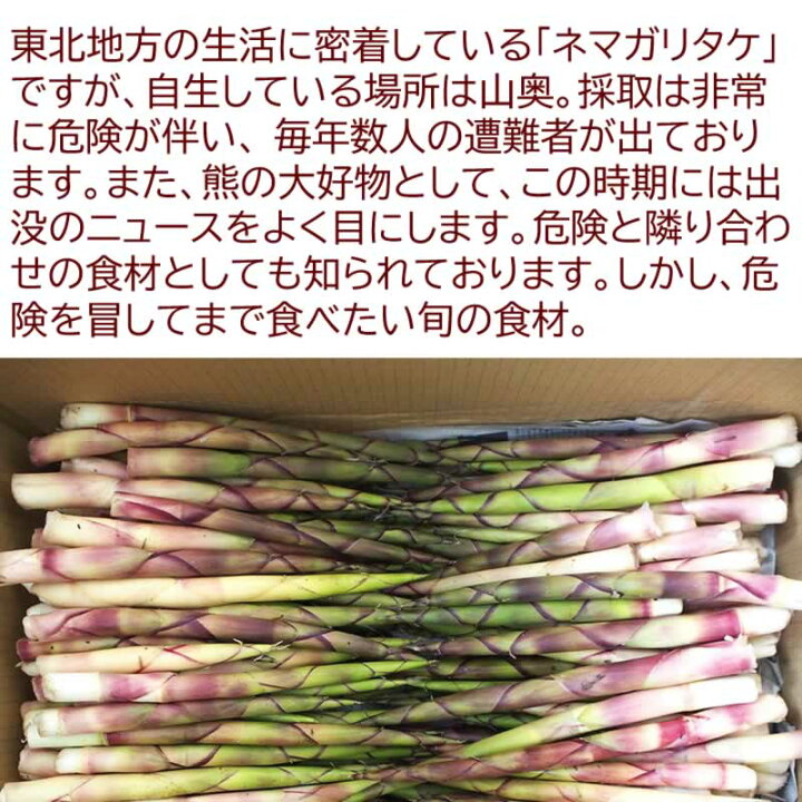楽天市場】予約販売 山菜 根曲がり竹 10kg 青森県 白神山地山麓産 天然 