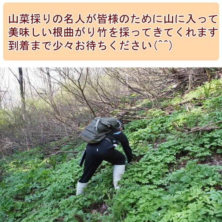 楽天市場】予約販売 山菜 根曲がり竹 10kg 青森県 白神山地山麓産 天然 