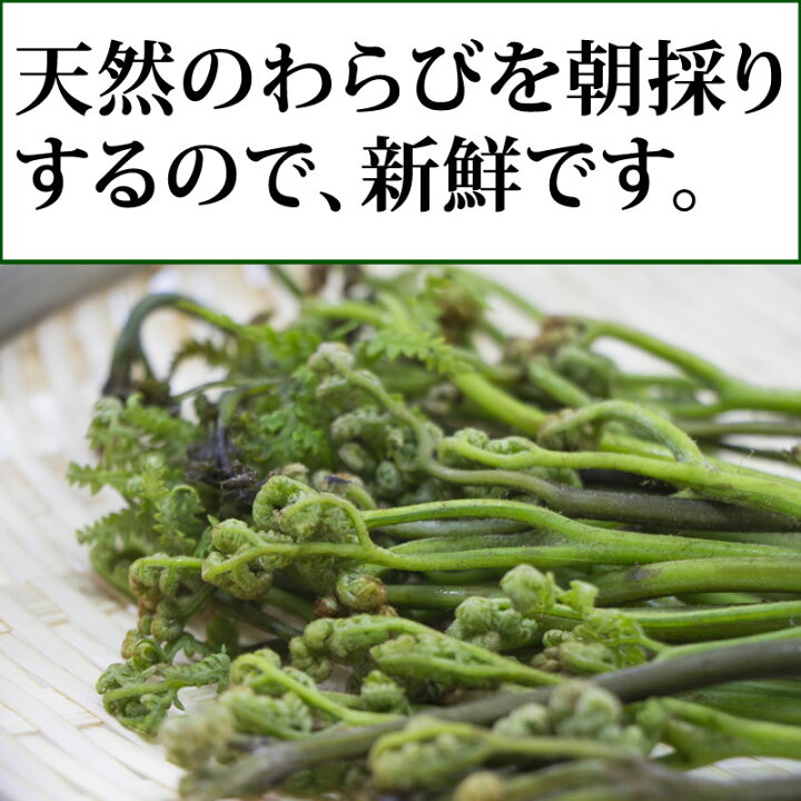 楽天市場】わらび (生) 3kg (1kg×3束) 天然 山形県産 飯豊連峰 朝採り 