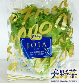 美野菜　低カリウムレタス（約65g×10パック）