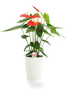 誕生日 観葉植物 生花の通販 価格比較 価格 Com