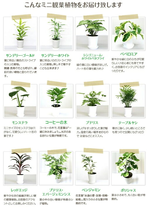 楽天市場 選べるかわいいミニ観葉植物4鉢セット ストレリチアやゴムの木 ペペロミアなど 観葉植物 新築祝い 開店祝い 誕生日プレゼント 結婚祝い 引越し祝い モダン インテリア アジアン 通販 Smtb Ms 楽ギフ メッセ入力 観葉植物の生産直売 アグリ夢直販