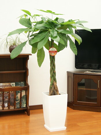 パキラ7号鉢(約85cm)【送料無料】観葉植物/新築祝い/開店祝い/誕生日プレゼント/結婚祝い/引越し祝い/モダン/インテリア/アジアン/通販/リビング/コーナー/編み込み/大鉢】【smtb-ms】【楽ギフ_メッセ入力】
