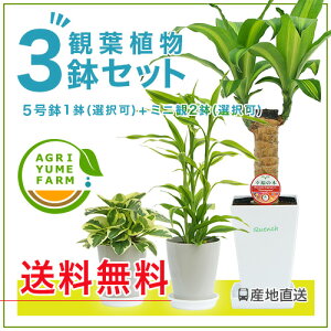 モンステラ 観葉植物 観葉植物の人気商品 通販 価格比較 価格 Com