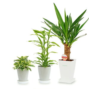 観葉植物 テーブルヤシの人気商品 通販 価格比較 価格 Com