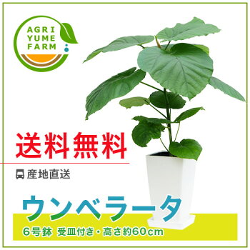 ã¦ã³ãã©ã¼ã¿6å·é¢(ç´60cm)ãéæç¡æãè¦³èæ¤ç©/æ°ç¯ç¥ã/éåºç¥ã/èªçæ¥ãã¬ã¼ã³ã/çµå©ç¥ã/å¼è¶ãç¥ã/ã¢ãã³/ã¤ã³ããªã¢/ã¢ã¸ã¢ã³/éè²©ããsmtb-msããæ¥½ã®ã_ã¡ãã»å¥åã