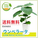 ウンベラータ6号プラ鉢|(約60cm)観葉植物/新築祝い/開店祝い/誕生日プレゼント/結婚祝い/引越し祝い/モダン/インテリア/アジアン/通販】【smtb-ms...