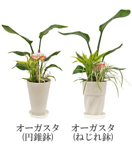 観葉植物 寄せ植え 5号の人気商品 通販 価格比較 価格 Com