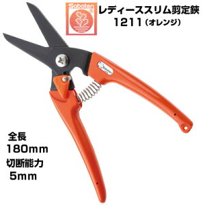 (ŒZj ΂ T{e fB[XX NO.1211-OyT{e ͂ y RpNg  IW ʎ Ԃǂ ݂  S `  tbfR[g _ 